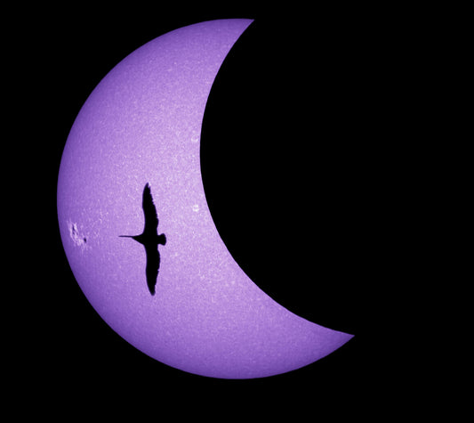 Sun, Moon and Pelican