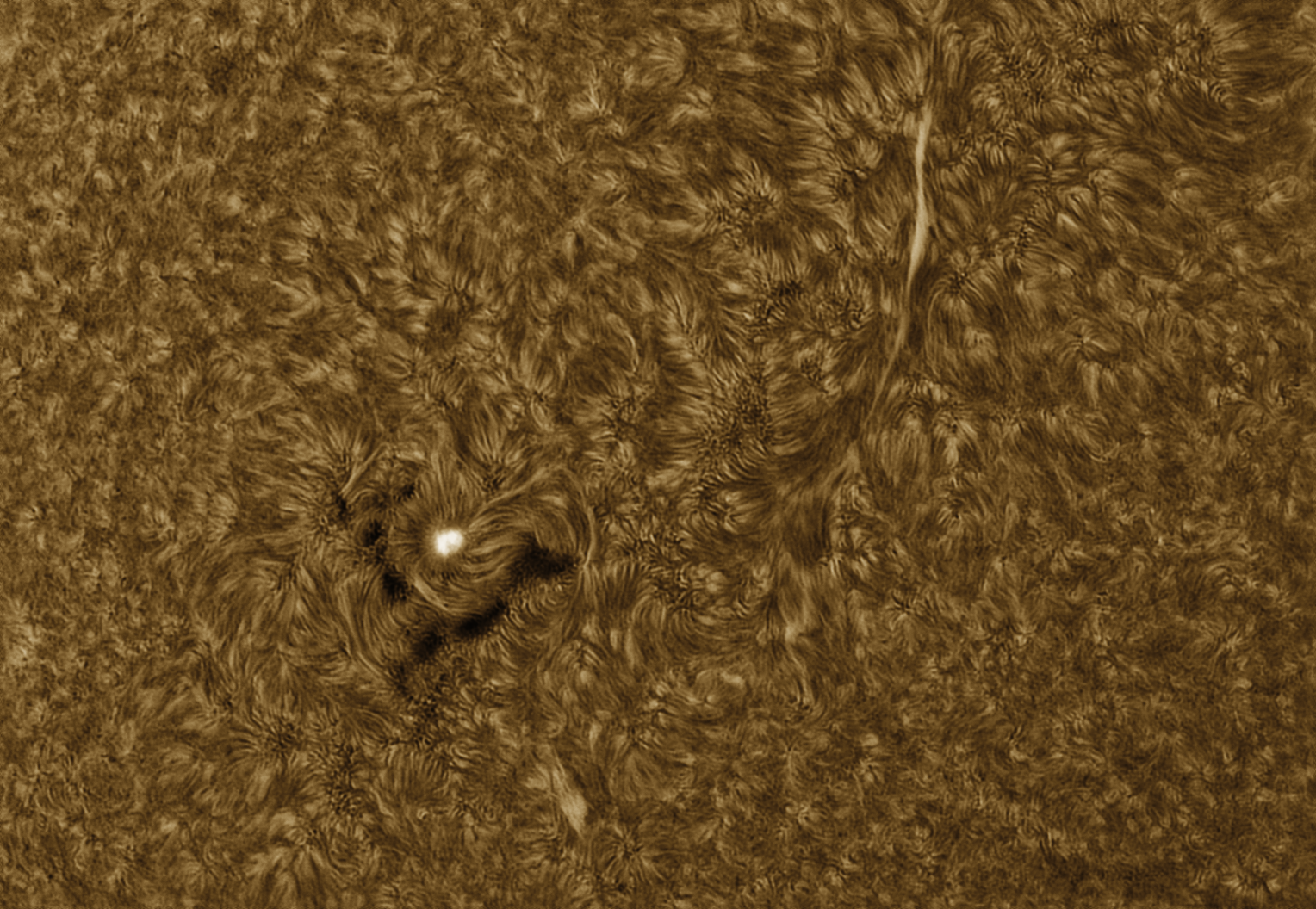 AR 2833 in Ha (inverted color) – Lunt Solar Systems
